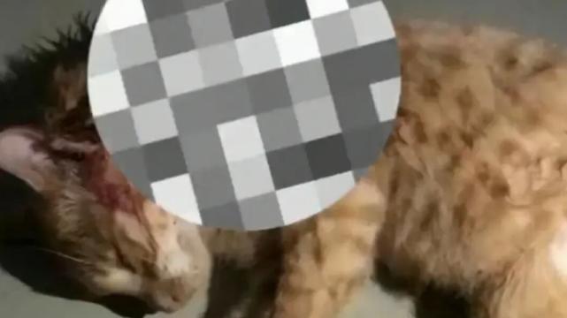 云南昆明流浪猫惨遭开膛破肚 恶劣行径惨无人道令人发指