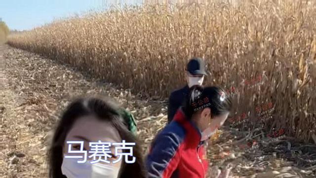 河南：女大学生回村掰玉米，看着父母劳作，她在边上跳舞拍视频