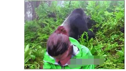 这几个人命真大，森林中遇到1只巨大的银背大猩猩，众人俯身低头不敢动才躲过了一劫