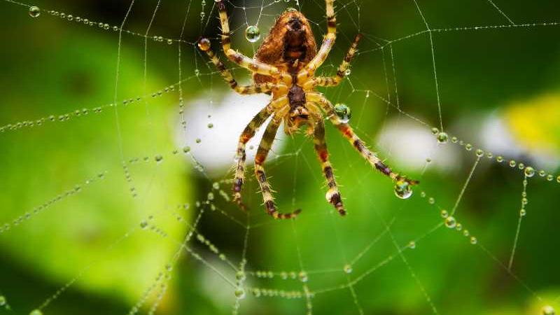 澳大利亚出现巨大蜘蛛网，覆盖数万平方米，蜘蛛是怎么做到的？