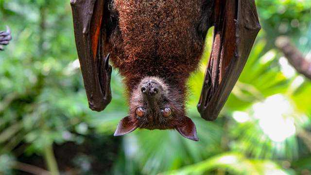 蝙蝠被发现可传人变种病毒 新冠疫苗与抗体完全无效？
