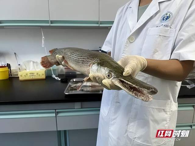汝州“怪鱼”被抓获，网友招呼“起锅烧油”，鳄雀鳝能吃吗？