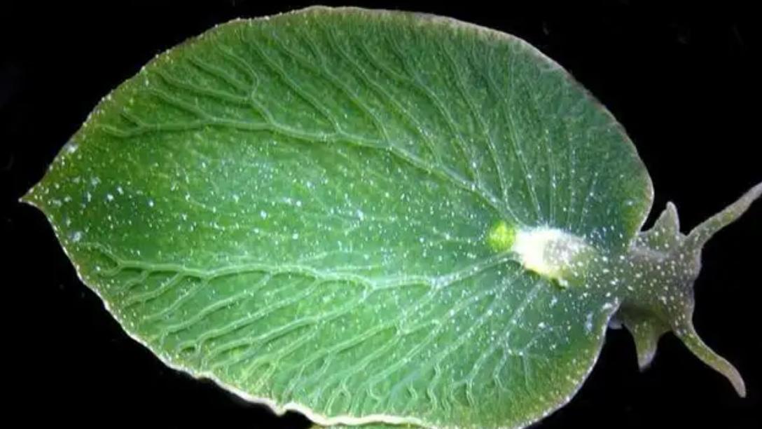 海洋发现神奇动物！像植物般进行光合作用，它为何这么特别？