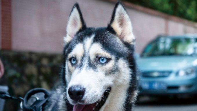 一文说清狂犬病的传染源/传播途径/应急处理办法/存在与防控历史