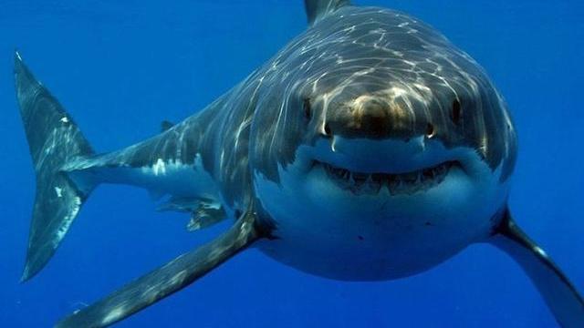 巨齿鲨是什么鲨鱼，如此强大为何还是灭绝了？科学家或许找到答案
