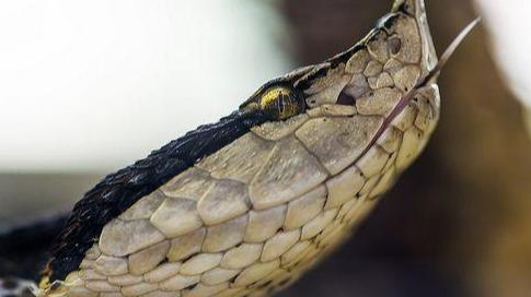 永不低头的毒蛇——五步蛇，为何毒性不高却更可怕？