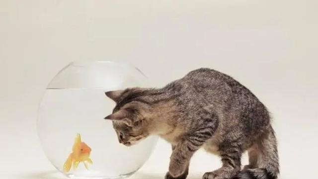 有的猫不吃鱼，这到底正不正常？为什么？