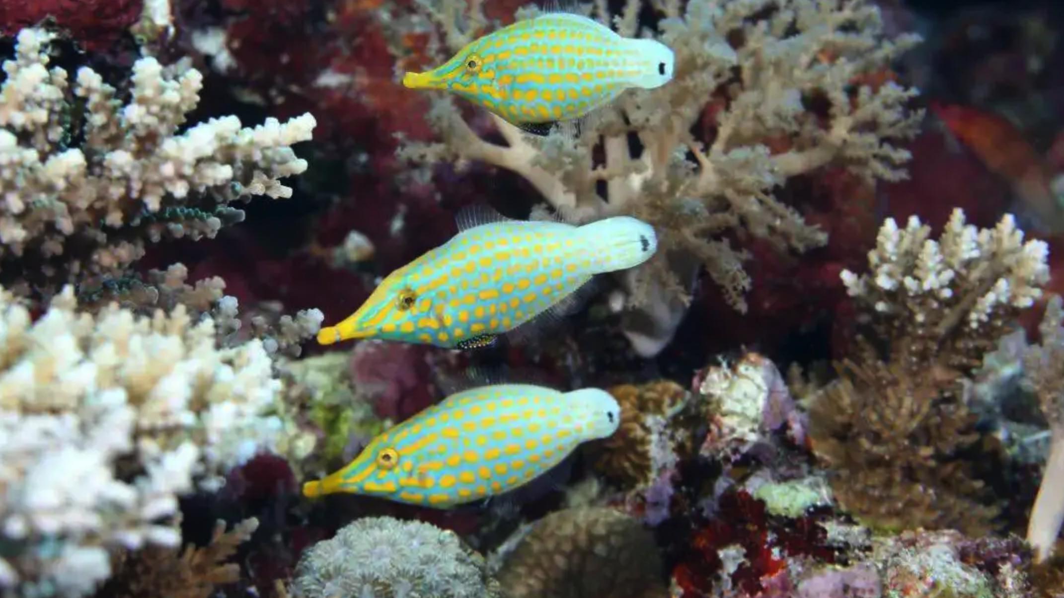 动物科普：捕食后，自身可以散发食物的气味的伪装大师——尖吻鲀