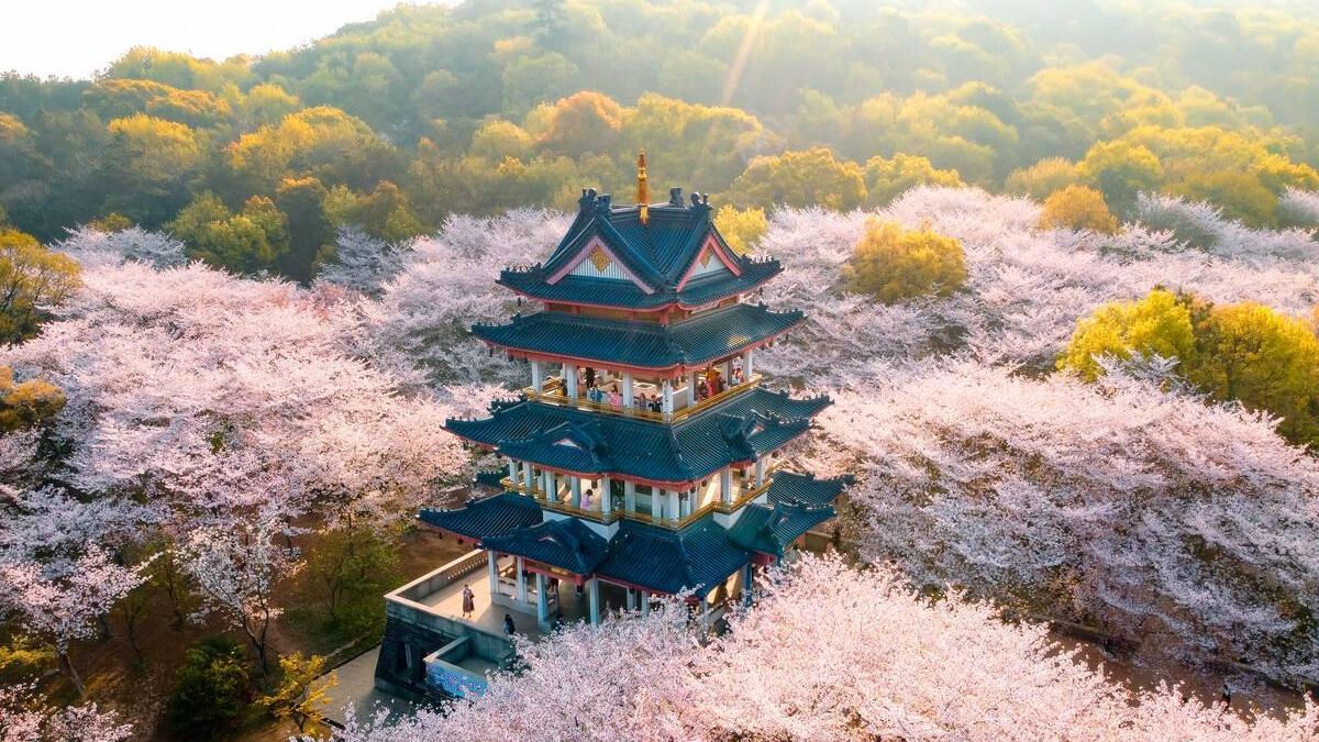 鼋头渚|盘点中国六大赏樱胜地，尤其第五个，网友直呼：太美