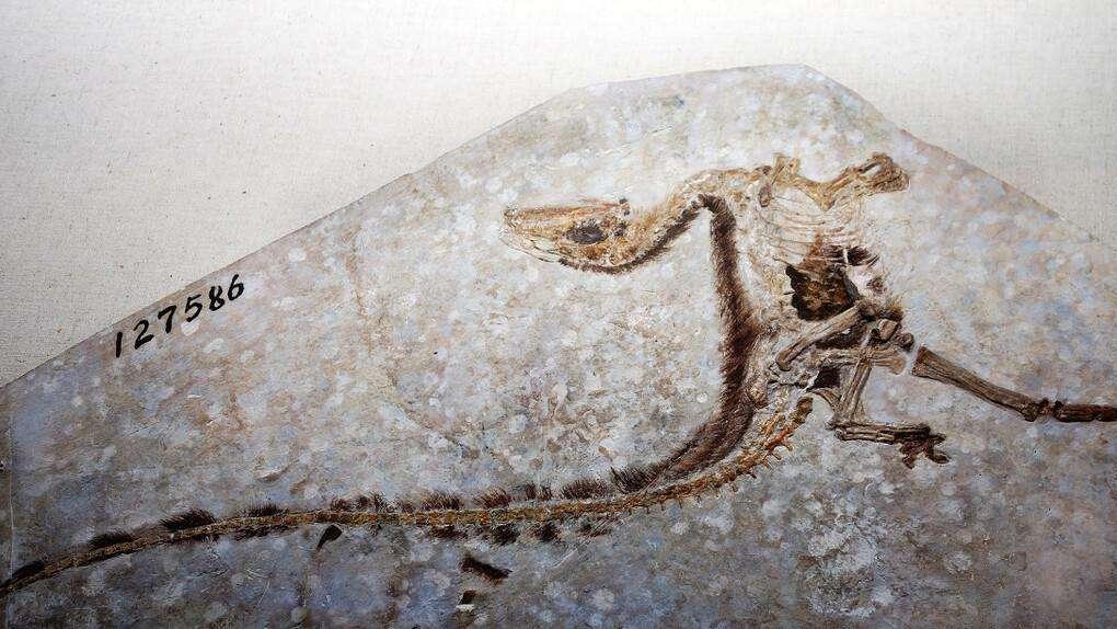 二十年前，北票发现龙鸟化石，可是古生物专家说：这个名字有问题