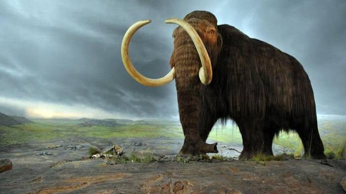 北美挖出3万年前史前生物尸体，长1.4米，背后却昭示着可怕的后果