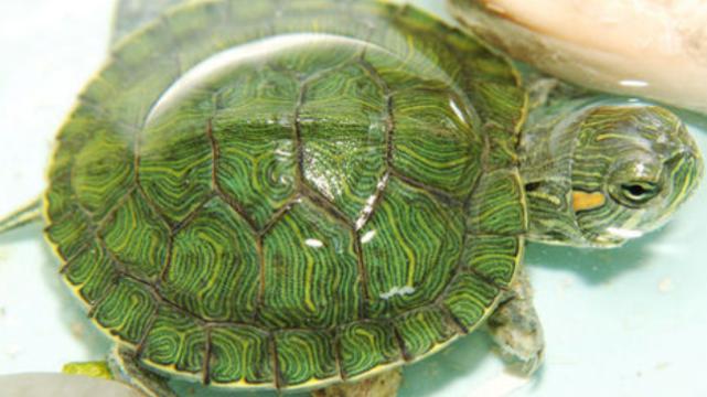 乌龟的进化论，为什么会变成科学家的“噩梦”？