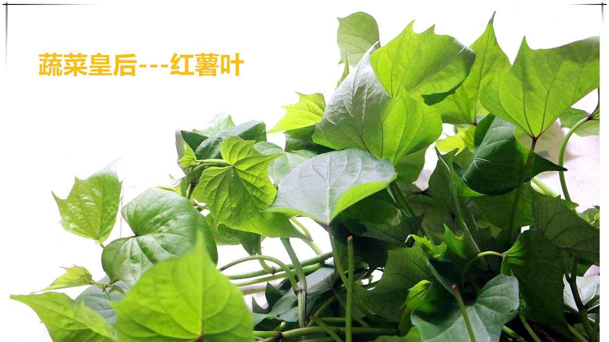 大叔把喂猪的红薯梗卖韩国1亩挣600，烘干加工1年竟卖300万，凭啥