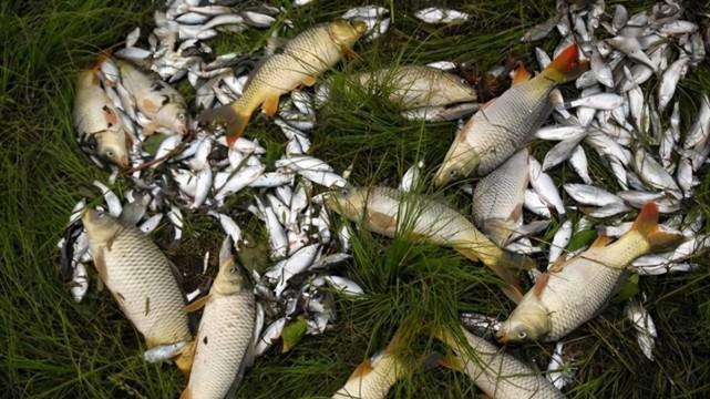 饵料|夏季钓鱼想要连竿上鱼，牢记这三点，让你满载而归钓有所获