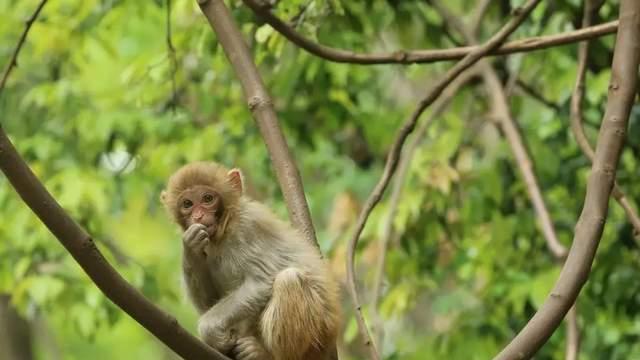 进化再次上演？猴子或将回到地面生活，它们还能进化成人类吗？