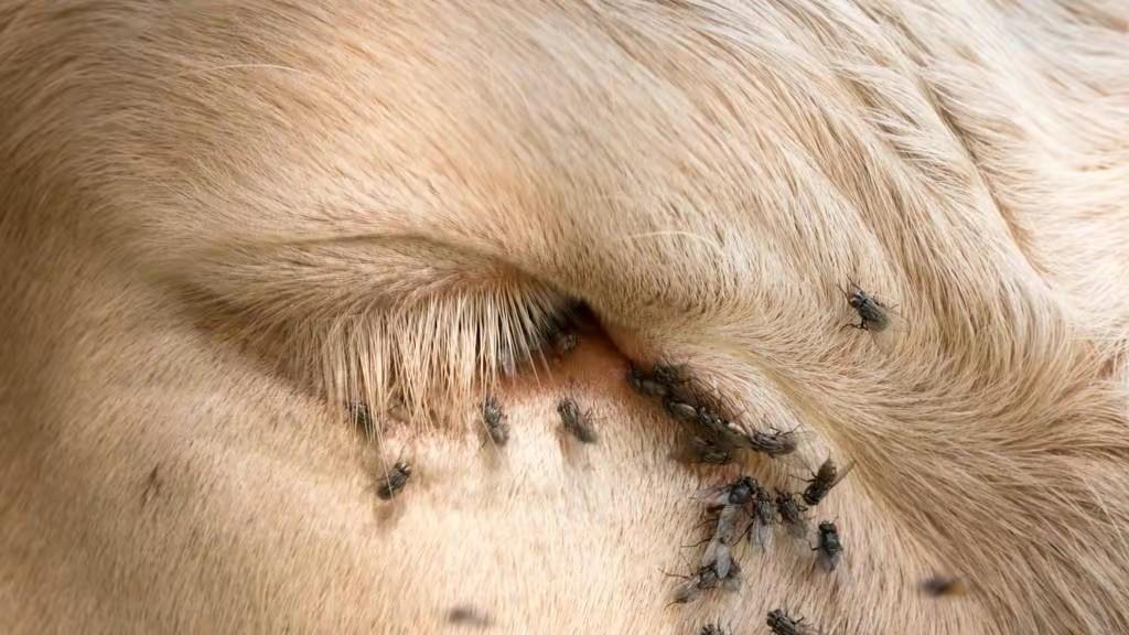 苍蝇携带大量细菌，是最被人类嫌弃的物种之一