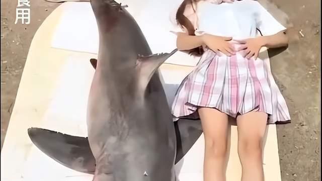 网红烹煮大白鲨背后：“比老虎还稀有”的大白鲨从哪来的？