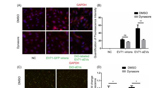 AbMole科研-EV71利用小细胞外囊泡穿过血脑屏障通过胞吞感染中枢神经系统