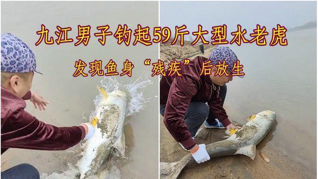 老虎|心生不忍？江西钓友钓起59斤“残疾水老虎”后放生，却惹来嘲讽