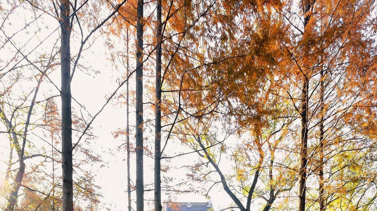 牛首山|中国“四大赏枫胜地”，全为山景，名胜古迹与秋色同样灿烂