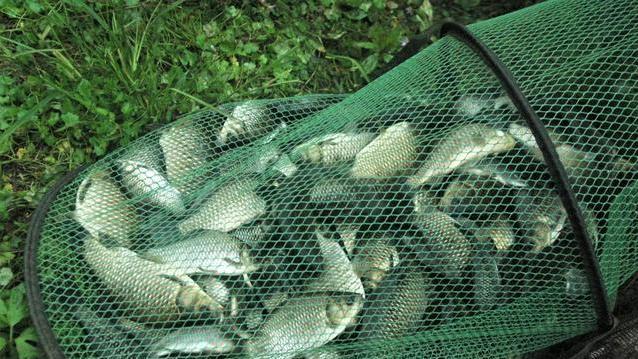 鲢鳙|在急流中如何用绷竿尖钓法钓鱼？掌握4个步骤，钓的鱼又多又大