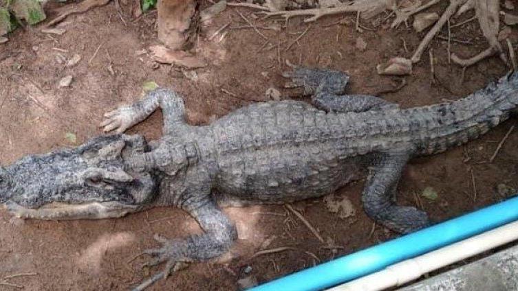 泰国惊现怪异骷髅鳄鱼，专家揭露原因：都是人类惹的祸