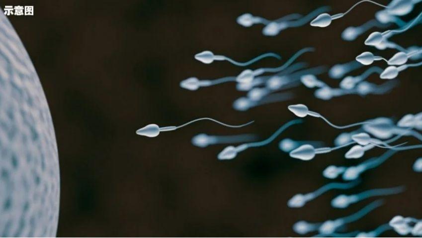 研究：全球男性精子量加速下跌　人类或遇繁衍危机