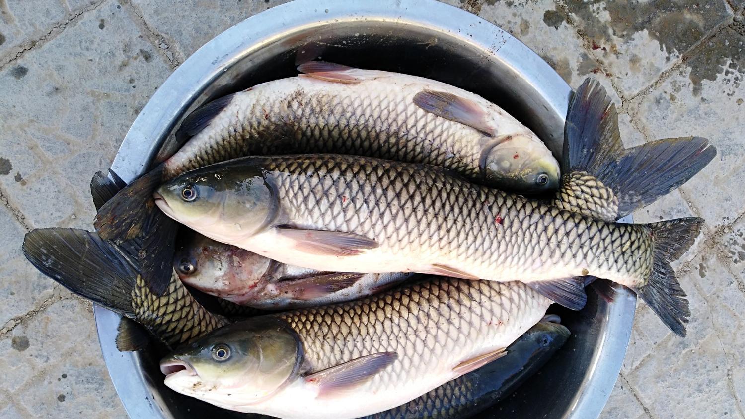 草鱼|钓草鱼必须钓草吗?草鱼不钓草,等于瞎白跑,钓草鱼的4个诀窍