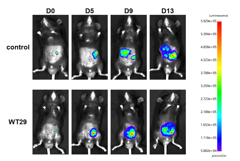 人源肿瘤细胞异种移植(CDX)小鼠模型 被广泛应用于药效学的临床前检测