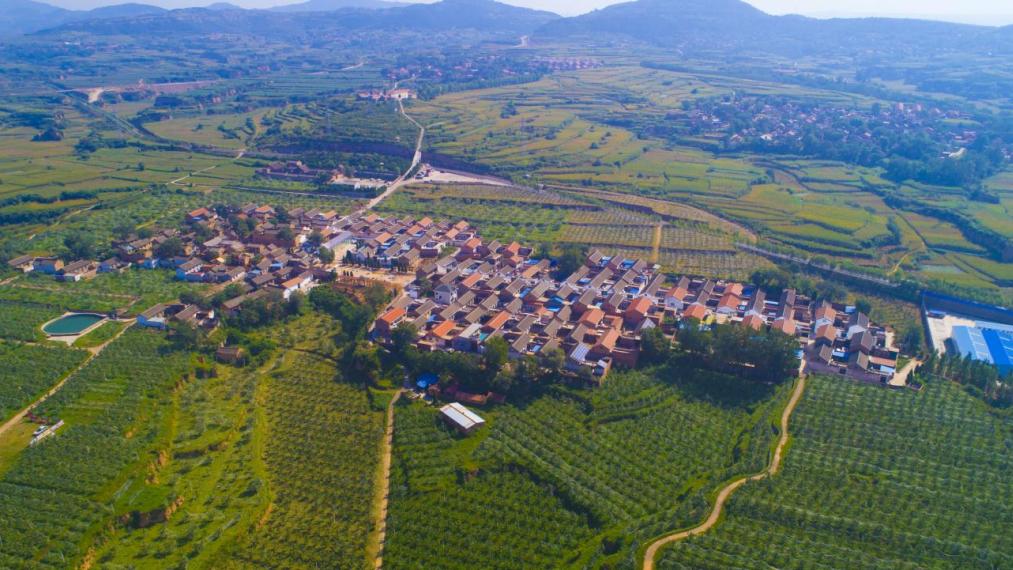 电子商务|【电商案例】铁炉村的黄梨产业路