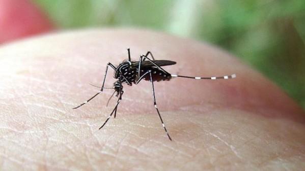 20天后，将20％的蚊子拿去“烤”，它们还有几个能活下来？