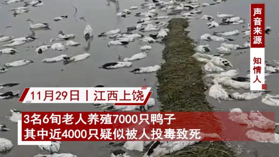 6旬老人养鸭子被投毒毒死4000只，损失十几万崩溃报警，画面心酸！