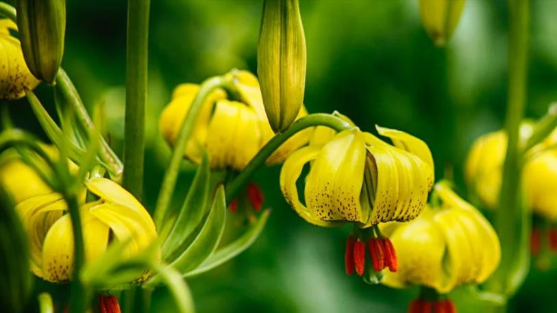 |12月，家庭兴旺，贵人云集，职场高升，3生肖多金多福，日子无忧