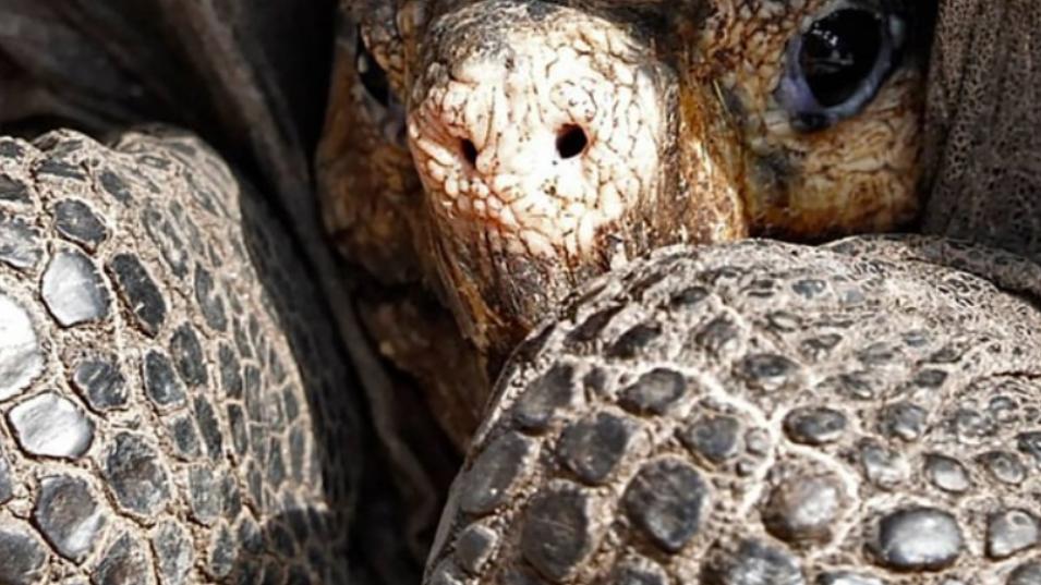 灭绝100多年，“神奇巨龟”重现地球！野生华南虎还可能出现吗？