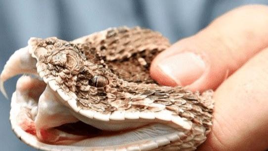 如果眼镜蛇体内注入眼镜蛇的“毒液”, 它会自己解毒吗？