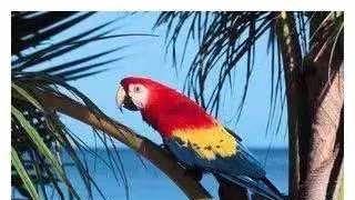 养了十年的鹦鹉去世，女子把自己整容成鹦鹉，丈夫依旧不离不弃