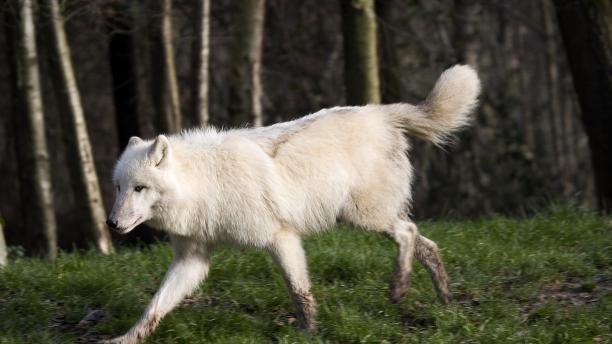 西伯利亚寒带地区的短尾狼为什么不是西伯利亚猫呢