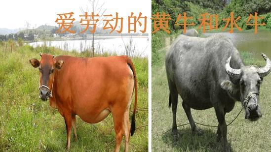 马和驴能杂交生下骡子，为何水牛和黄牛就没法杂交？