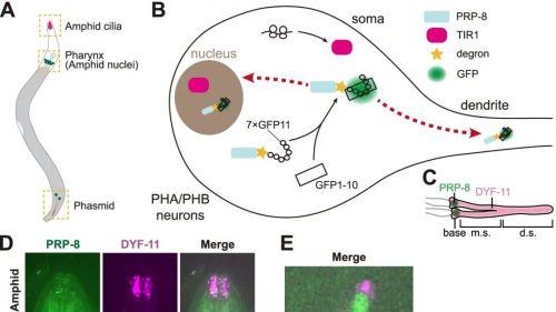 Cell Regen l 纤毛再生依赖于纤毛基部的RNA剪接因子PRP-8/PRPF8