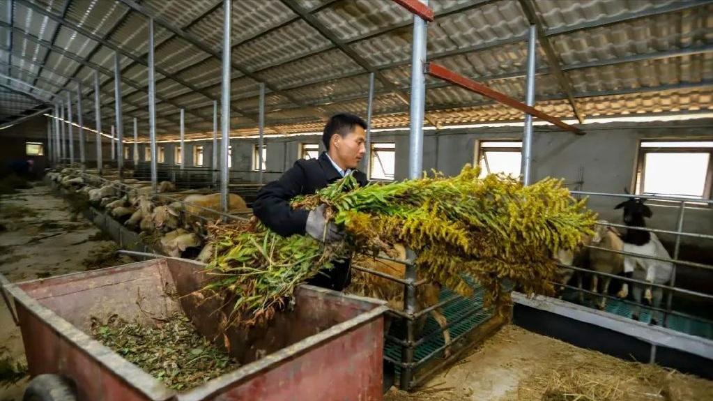 外来物种“恶魔之花”在中国遭遇对手 网友：魔高一丈道高一尺