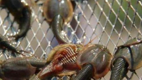 生物界的活化石，活了3亿年，熬过3次生物大灭绝，如今却用来喂鸡