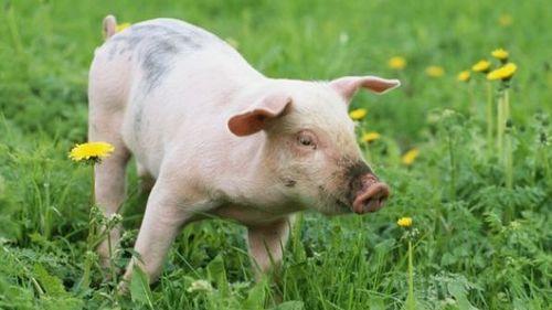 生肖|51岁属猪，2023年有口舌之分