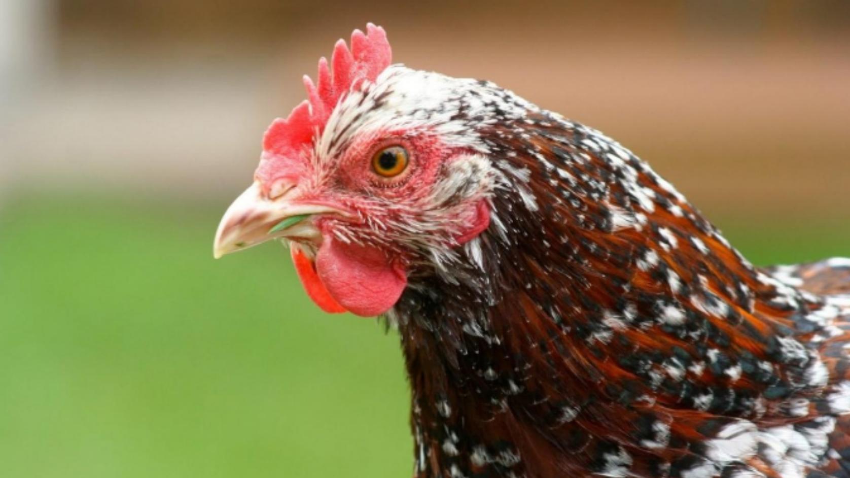 鸡的脑袋为什么有超强防抖能力？人类科技有它稳吗？