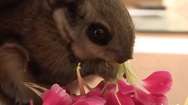 |天花板上接二连三掉下飞鼠，大家拆下吊顶一看：原来在墙缝做窝了