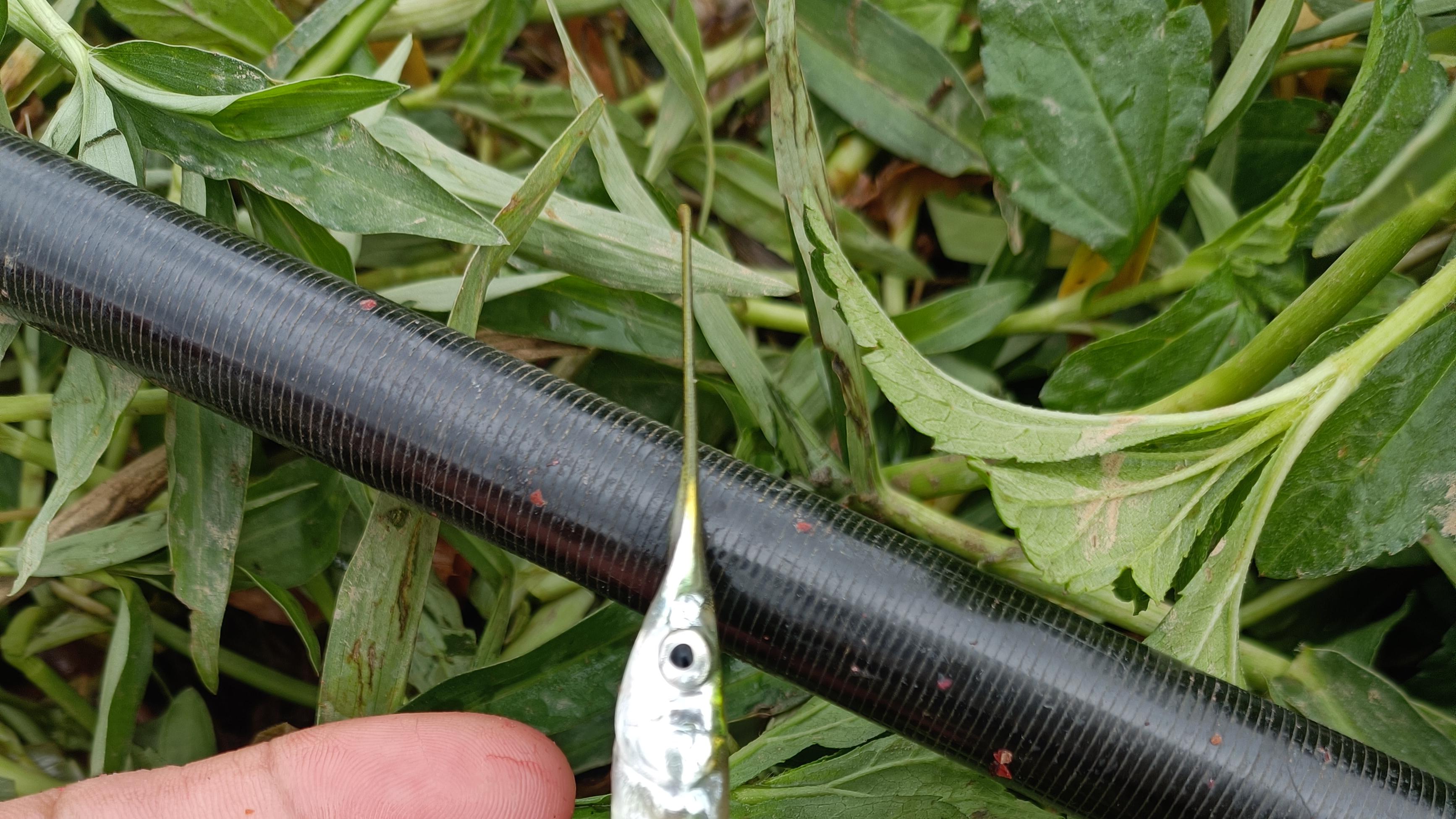 饵料|东江钓鱼双飞一条未知鱼，嘴巴像针刺长、钓友判断是外来物种