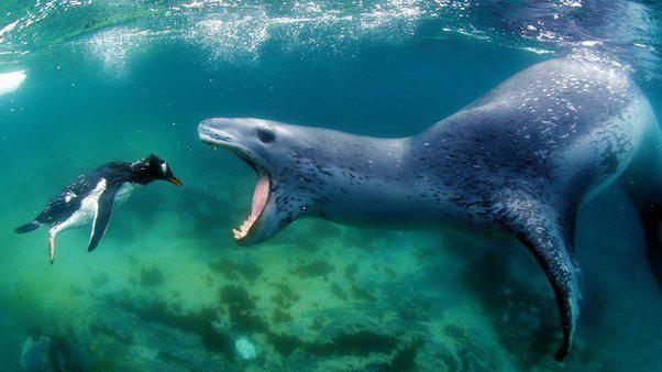 最有趣的生物界印章--海豹