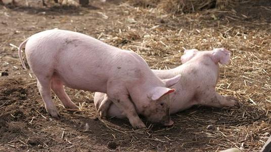 猪胃积食怎么快速解决？猪肠胃积食怎么办？这里告诉你