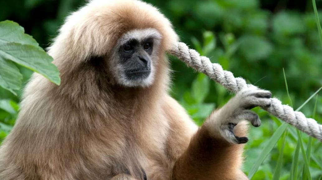 2022年咋了？又有两种长臂猿宣布野外灭绝，人类为何要保护生物？