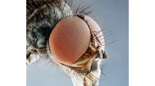 熟悉而又令人厌恶的昆虫——苍蝇