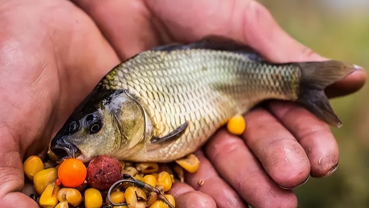 饵料|野钓时浮漂稍有下顿就不动，提竿却没有鱼，问题出在哪里？